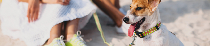 Introducing Your Puppy To The World featured image