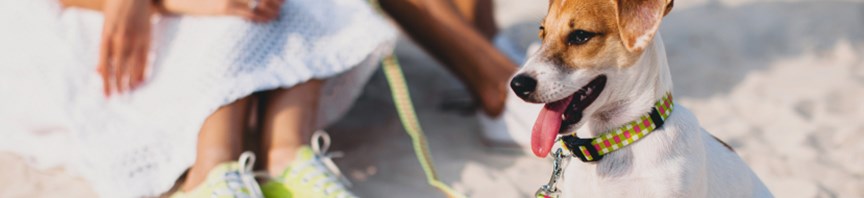 Introducing Your Puppy To The World featured image