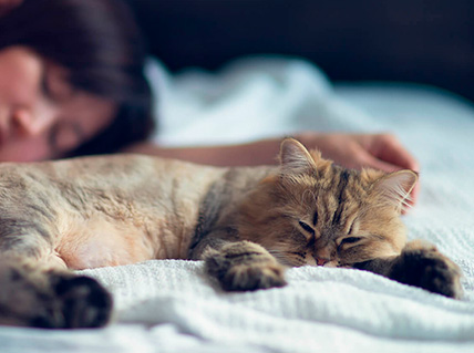 Cat dementia: more than just getting old