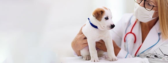   PUPPY VET VISITS, GROOMING AND ROUTINE CARE featured image