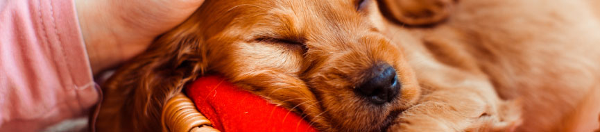 Puppy’s First Three Months featured image