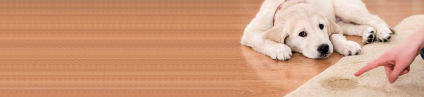 A Puppy’s House Training Made Easy featured image