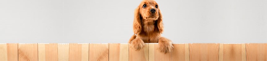 How To Raise A Healthy Puppy featured image
