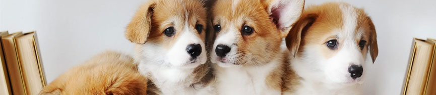 Nutrition And Your Pup's Behaviour featured image