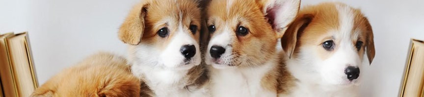 Nutrition And Your Pup's Behaviour featured image