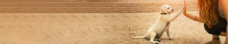 Top 5 Tips To Train Your Puppy With Ease featured image