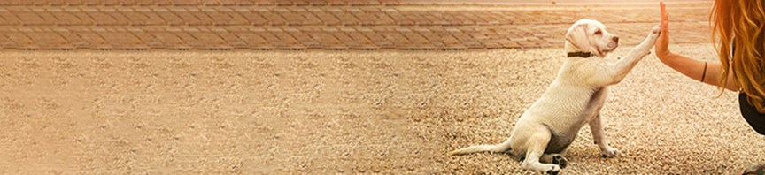 Top 5 Tips To Train Your Puppy With Ease featured image