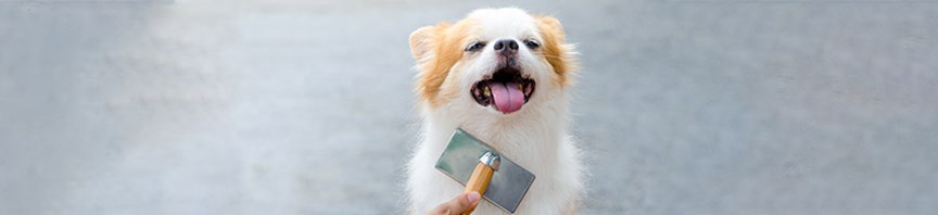 Top Tips For Grooming Your Pup featured image