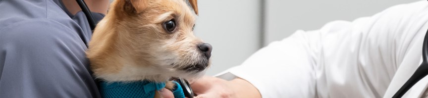 Veterinary Visits featured image