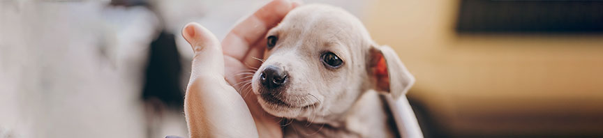 What Every Puppy Parent Should Know featured image