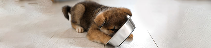 Feeding Your Puppy featured image