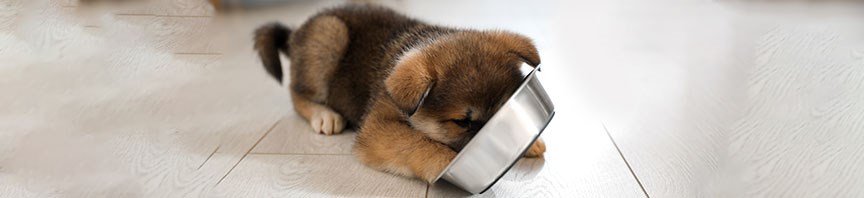 Feeding Your Puppy featured image