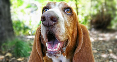 What you need to know about keeping your family, including your pets, safe from rabies