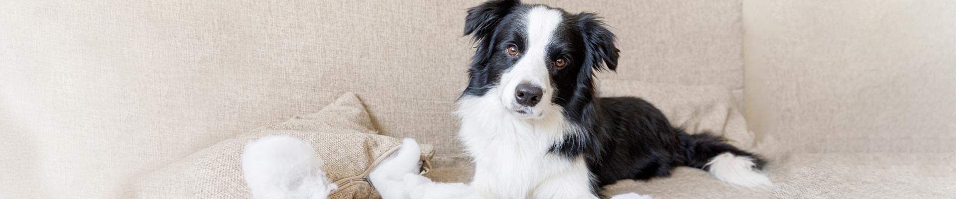 Stamping out aggressive behaviour featured image