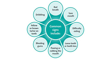 Dental Disease in Dogs: Symptoms & Treatment