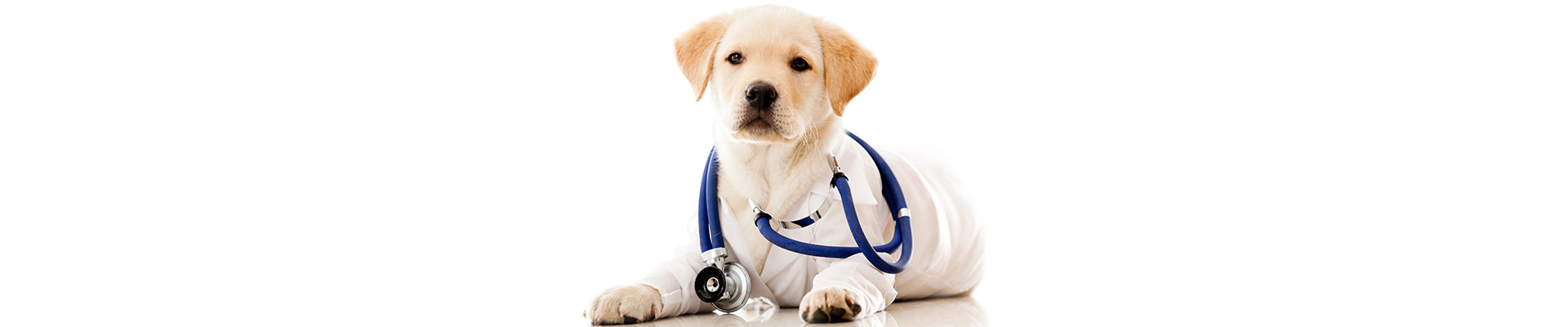 Keeping your puppy healthy featured image
