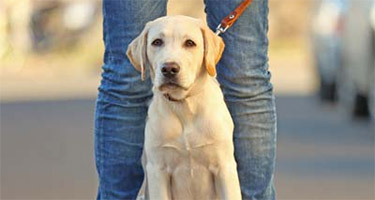 Interpreting Common Dog Behaviours & the Meaning Behind His Moods