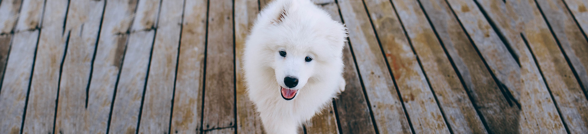 Reading Your Puppy's Body Language featured image