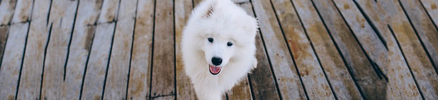 Reading Your Puppy's Body Language featured image