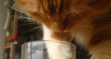 When Pet Parents Are Away, Cats Destroy: Five Funny Situations