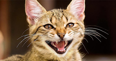 Distinct Cat Sounds and their Meanings