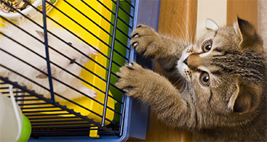 Managing Cats Around Small Pets