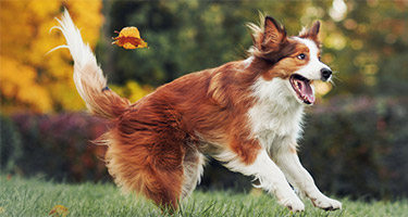 Strange Dog Behaviours