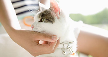 Benefits of Neutering a Cat